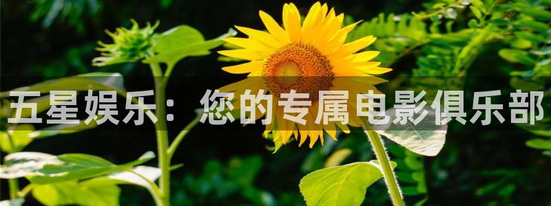 新城平台官网：五星娱乐：您的专属电影俱乐部